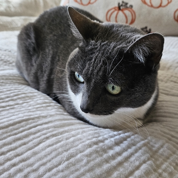 Pet Friendly Home! - Picture 2 of 3